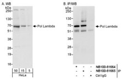 DNA Polymerase lambda Antibody, Novus Biologicals 0.1mL; Unlabeled:Antikörper