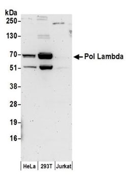 DNA Polymerase lambda Antibody, Novus Biologicals 0.1mL; Unlabeled:Antikörper