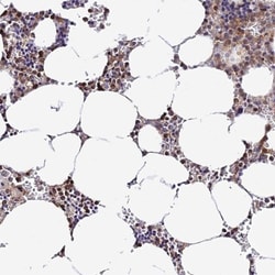 DNA Primase small subunit Antibody, Novus Biologicals 0.1mL; Unlabeled:Antibodies,