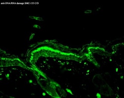 DNA/RNA Damage Antibody (15A3), Novus Biologicals 0.1mg; Unlabeled:Antibodies,