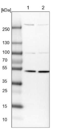 DNA polymerase delta p50 Antibody, Novus Biologicals 0.1mL; Unlabeled:Antibodies,