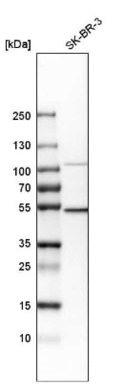 DNA polymerase delta p50 Antibody, Novus Biologicals 0.1mL; Unlabeled:Antibodies,