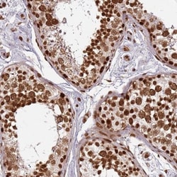 DNA polymerase sigma Antibody, Novus Biologicals 0.1mL; Unlabeled:Antibodies,