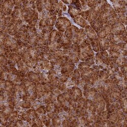 DNAH10 Antibody, Novus Biologicals 0.1mL; Unlabeled:Antibodies, Polyclonal