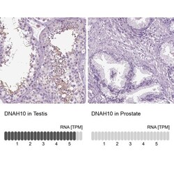 DNAH10 Antibody, Novus Biologicals 0.1mL; Unlabeled:Antibodies, Polyclonal
