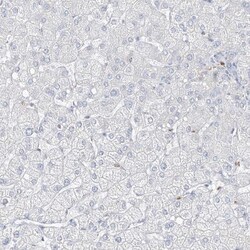 DNAH5 Antibody, Novus Biologicals:Antibodies:Primary Antibodies