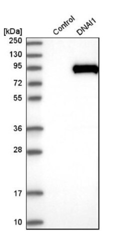 DNAI1 Antibody, Novus Biologicals 25 &mu;L; Unlabeled:Antibodies, Polyclonal