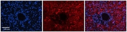 DNAJB12 Antibody, Novus Biologicals 100μL; Unlabeled:Antibodies, Polyclonal