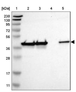 DNAJB12 Antibody, Novus Biologicals:Antibodies:Primary Antibodies