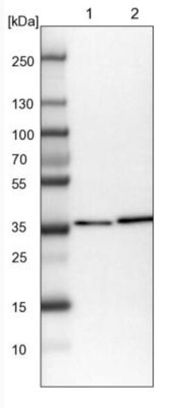 DNAJB14 Antibody, Novus Biologicals 0.1mL; Unlabeled:Antibodies, Polyclonal