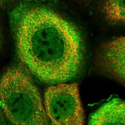 DNAJB4 Antibody, Novus Biologicals 25 &mu;L; Unlabeled:Antibodies, Polyclonal
