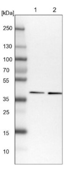 DNAJB4 Antibody, Novus Biologicals:Antibodies:Primary Antibodies
