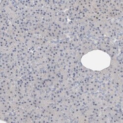 DNAJB6 Antibody, Novus Biologicals 0.1mL; Unlabeled:Antibodies, Polyclonal