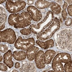 DNAJC12 Antibody, Novus Biologicals 0.1mL; Unlabeled:Antibodies