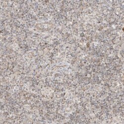 DNAJC12 Antibody, Novus Biologicals 0.1mL; Unlabeled:Antibodies