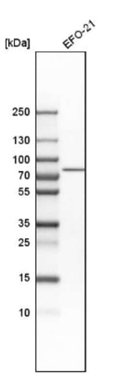 DNAJC14 Antibody, Novus Biologicals:Antibodies:Primary Antibodies