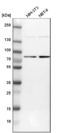 DNAJC14 Antibody, Novus Biologicals:Antibodies:Primary Antibodies