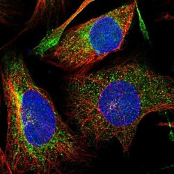 DNAJC16 Antibody, Novus Biologicals 0.1mL; Unlabeled:Antibodies, Polyclonal