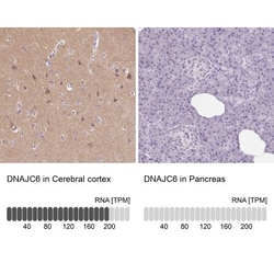 DNAJC6 Antibody, Novus Biologicals 25 &mu;L; Unlabeled:Antibodies, Polyclonal