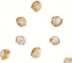 DNAL1 Antibody - BSA Free, Novus Biologicals:Antibodies:Primary Antibodies