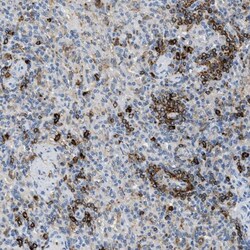 DNAM-1/CD226 Antibody, Novus Biologicals:Antibodies:Primary Antibodies