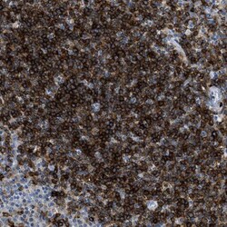 DNAM-1/CD226 Antibody, Novus Biologicals:Antibodies:Primary Antibodies