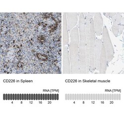 DNAM-1/CD226 Antibody, Novus Biologicals:Antibodies:Primary Antibodies