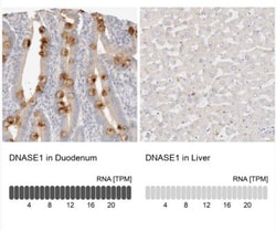 DNASE1 Antibody, Novus Biologicals:Antibodies:Primary Antibodies