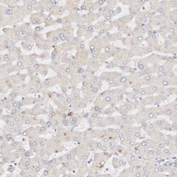 DNASE1 Antibody, Novus Biologicals:Antibodies:Primary Antibodies