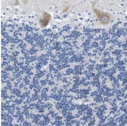 DNER Antibody, Novus Biologicals 0.1mL; Unlabeled:Antibodies, Polyclonal