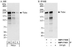 DNMBP Antibody, Novus Biologicals 0.1mL; Unlabeled:Antibodies, Polyclonal