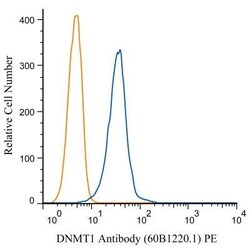 DNMT1 Antibody (60B1220.1) - BSA Free, Novus Biologicals 0.025mg; Unlabeled:Antibodies,