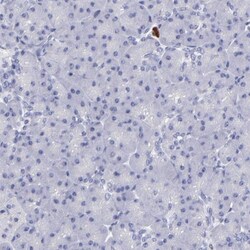DNMT1 Antibody, Novus Biologicals 0.1mL; Unlabeled:Antibodies, Polyclonal