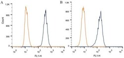 DNMT3A Antibody (64B1446) - BSA Free, Novus Biologicals:Antibodies:Primary