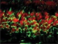 DNMT3A Antibody (64B1446) - BSA Free, Novus Biologicals:Antibodies:Primary
