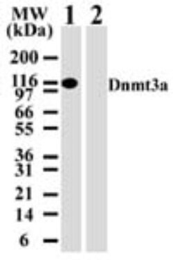 DNMT3A Antibody (64B814.1), Novus Biologicals 0.1mg; Unlabeled:Antibodies,