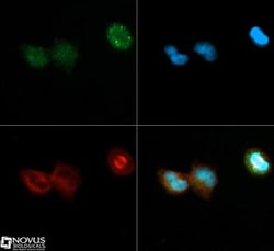 DNMT3A Antibody, Novus Biologicals:Antibodies:Primary Antibodies