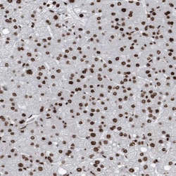 DNMT3A Antibody, Novus Biologicals 0.1mL; Unlabeled:Antibodies, Polyclonal