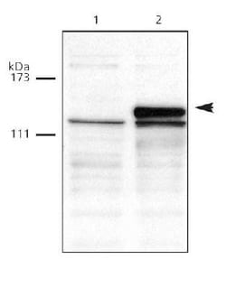DNMT3A Antibody, Novus Biologicals:Antibodies:Primary Antibodies