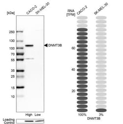 DNMT3B Antibody, Novus Biologicals:Antibodies:Primary Antibodies