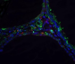 DNase II Antibody, Novus Biologicals 0.1mg; Unlabeled:Antibodies, Polyclonal