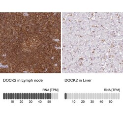 DOCK2 Antibody, Novus Biologicals 0.1mL; Unlabeled:Antibodies, Polyclonal