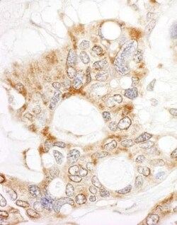 DOCK4 Antibody, Novus Biologicals 0.1mL; Unlabeled:Antibodies, Polyclonal