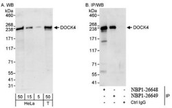 DOCK4 Antibody, Novus Biologicals 0.1mL; Unlabeled:Antibodies, Polyclonal