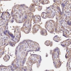 DOCK9 Antibody, Novus Biologicals 25 &mu;L, Unlabeled:Antibodies, Polyclonal