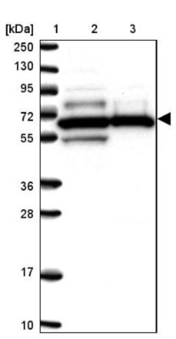 DONSON Antibody, Novus Biologicals 0.1mL; Unlabeled:Antibodies, Polyclonal