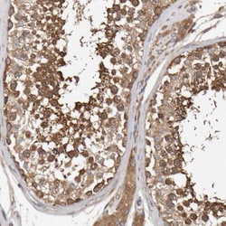 DORFIN Antibody, Novus Biologicals 0.1mL; Unlabeled:Antibodies, Polyclonal