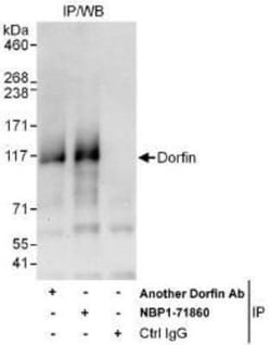 DORFIN Antibody, Novus Biologicals 100 &mu;L | Buy Online | Novus Biologicals | Fisher Scientific