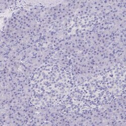 DPCR-1 Antibody, Novus Biologicals:Antibodies:Primary Antibodies