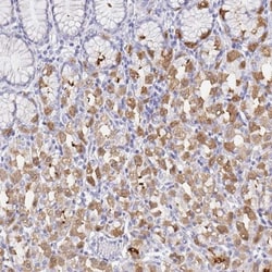 DPCR-1 Antibody, Novus Biologicals:Antibodies:Primary Antibodies